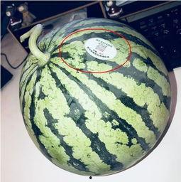 山东青岛网红吃瓜,揭秘幕后真相与网络热议